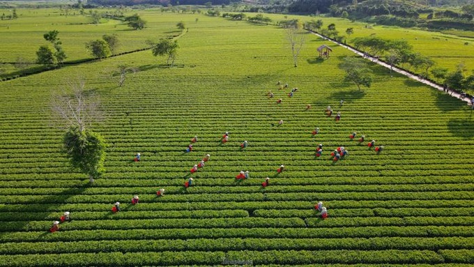 Stunning beauty of Ha Tinh tea plantation - 1