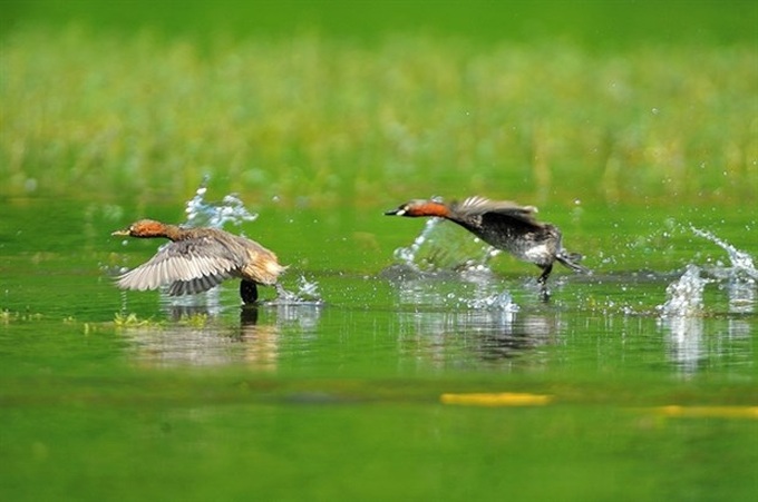 Experts discuss report on ecosystem degradation - 1