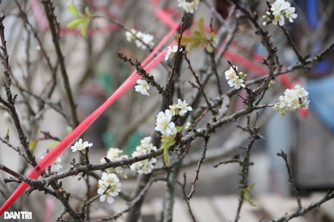 Wild peach, plum branches sold early in Hanoi - 3 Wild peach, plum branches sold early in Hanoi - 3