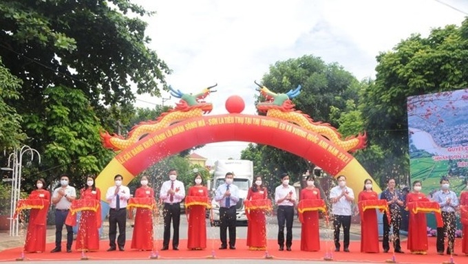 Son La exports longan to EU and UK markets - 1 Son La exports longan to EU and UK markets - 1