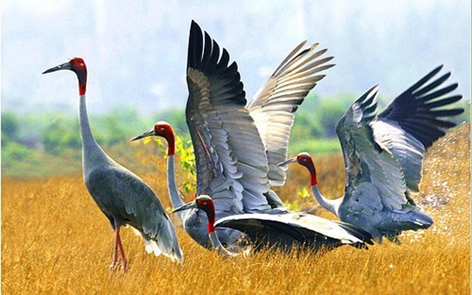 Dong Thap works to conserve red-headed cranes - 1