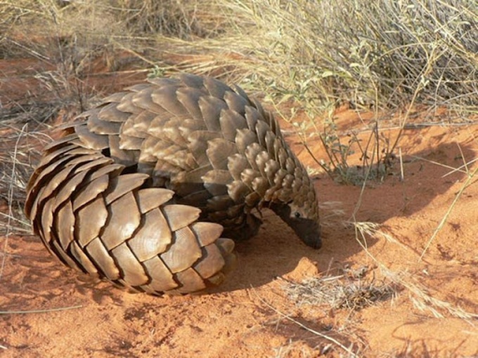 Man faces hefty fines for selling pangolin - 1