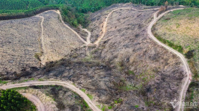 Bac Giang reports rampant forest destruction - 1