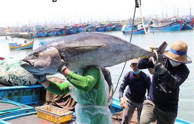 Vietnam maintains efforts to fight IUU fishing - 1