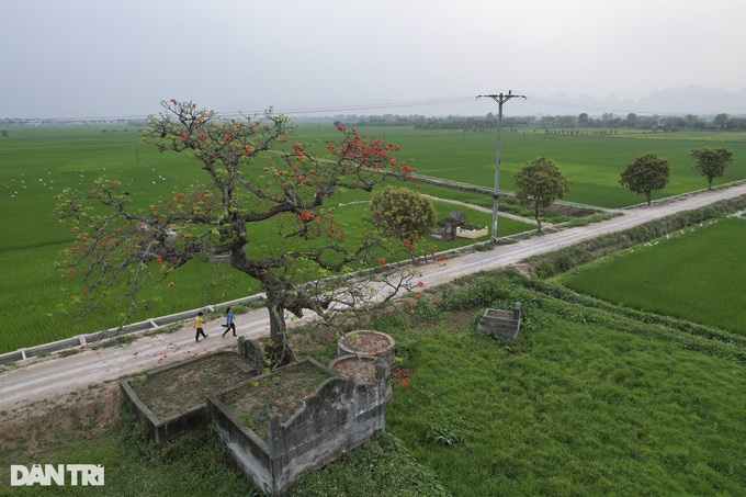 Red silk cotton flower season in Hanoi - 4