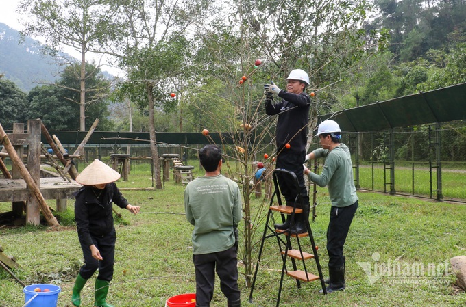 Tet atmosphere at Vietnam Bear Sanctuary - 2