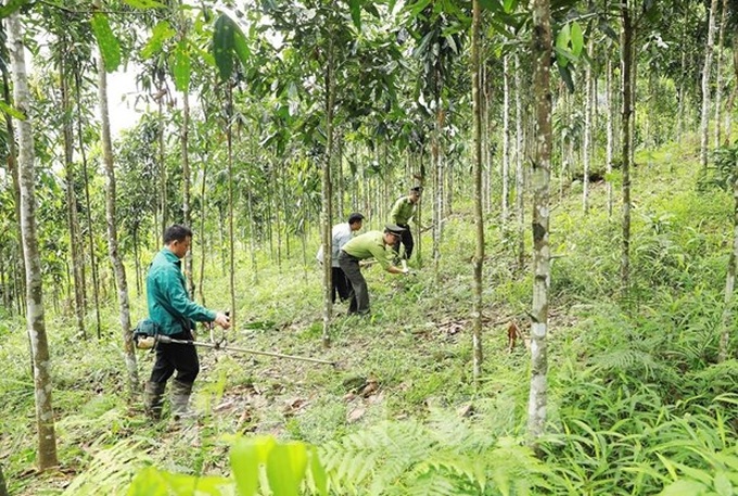 Large-timber forest area to be expanded to 1 million ha by 2030 - 1