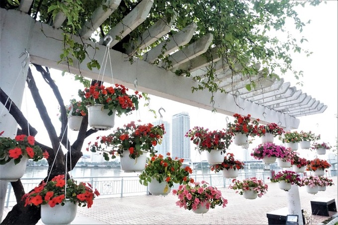 Danang streets decorated for Tet - 1