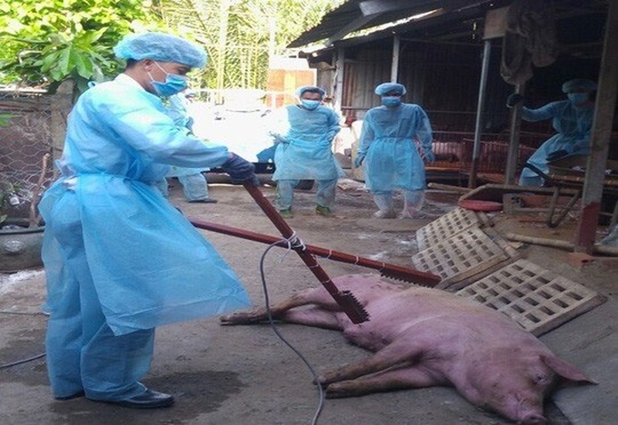 African swine fever hits HCM City - 1