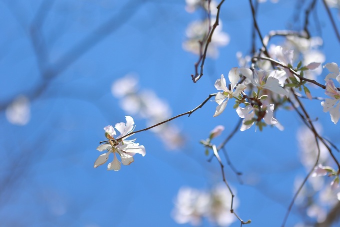 Bauhinia flowers blooming on Da Lat streets - 3 Bauhinia flowers blooming on Da Lat streets - 3
