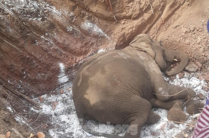 Another domesticated elephant in Dak Lak dies - 1
