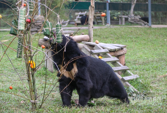 Tet atmosphere at Vietnam Bear Sanctuary - 4