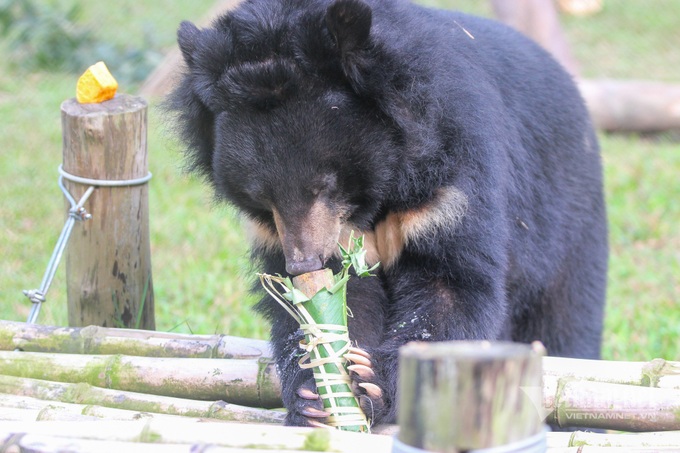 Tet atmosphere at Vietnam Bear Sanctuary - 6