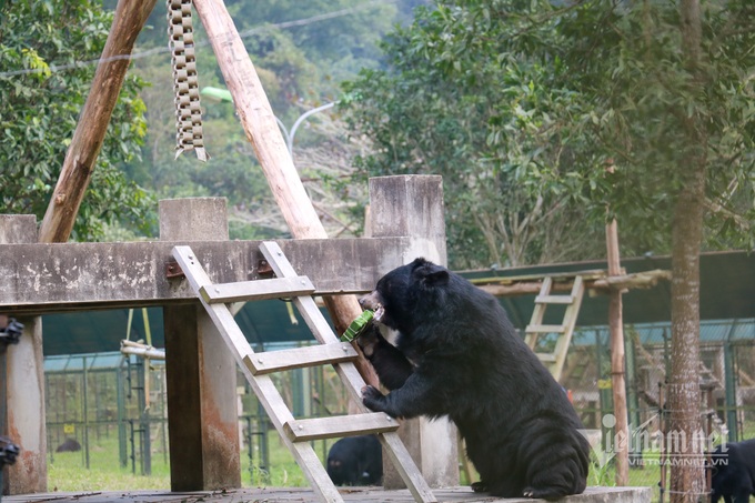 Tet atmosphere at Vietnam Bear Sanctuary - 5