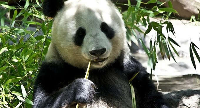 Fossil discovery solves mystery of how pandas became vegetarian - 1 Fossil discovery solves mystery of how pandas became vegetarian - 1