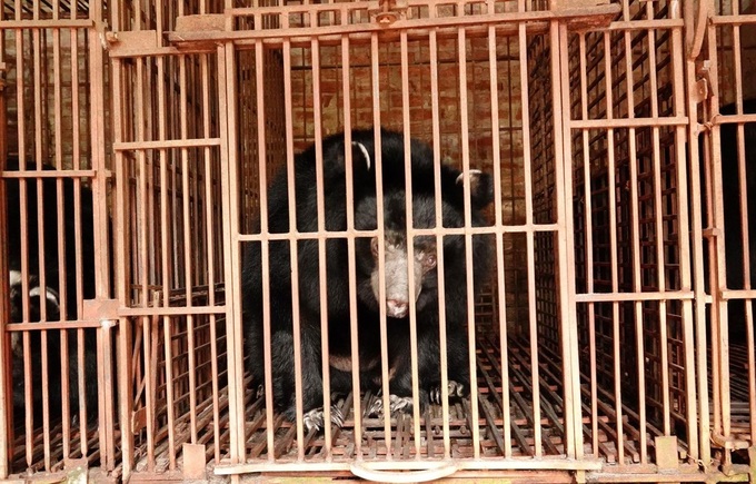 Five Tibetan bears in Hanoi rescued - 1