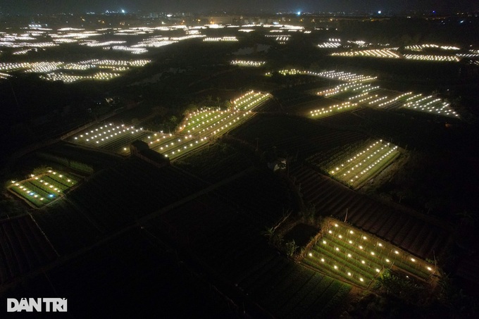 Hanoi flower village ahead of Tet - 8