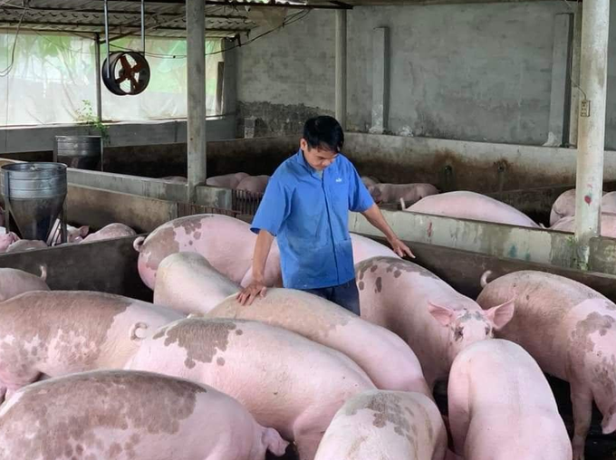 Pig prices top year high - 1
