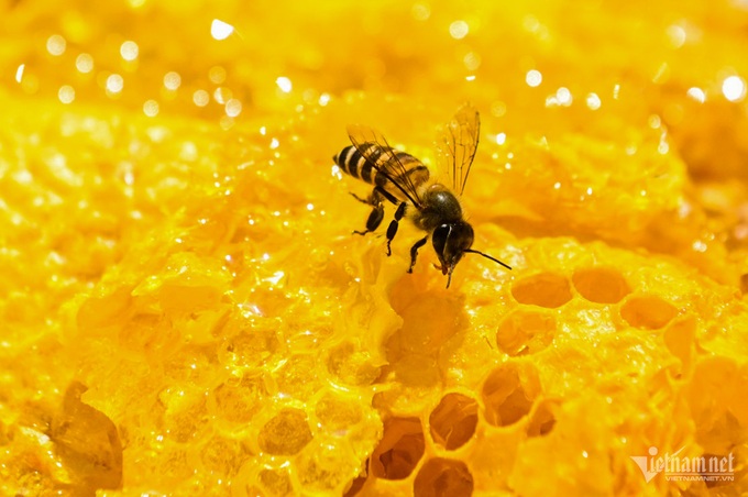 Mint-honey harvesting season in Ha Giang - 6 Mint-honey harvesting season in Ha Giang - 6