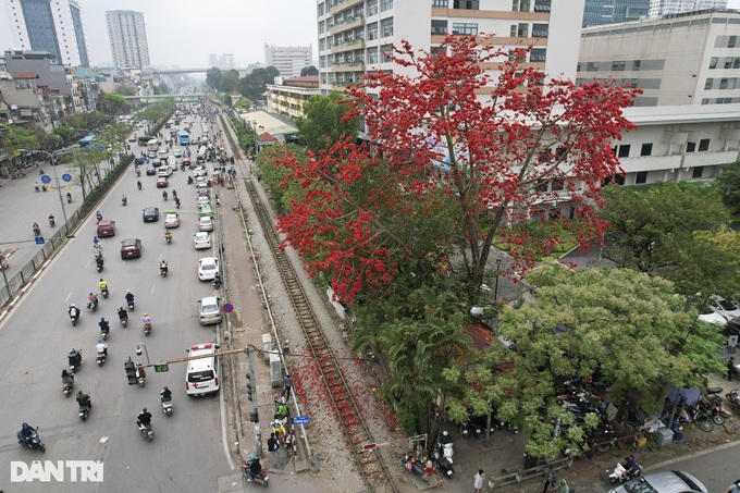 Red silk cotton flower season in Hanoi - 5