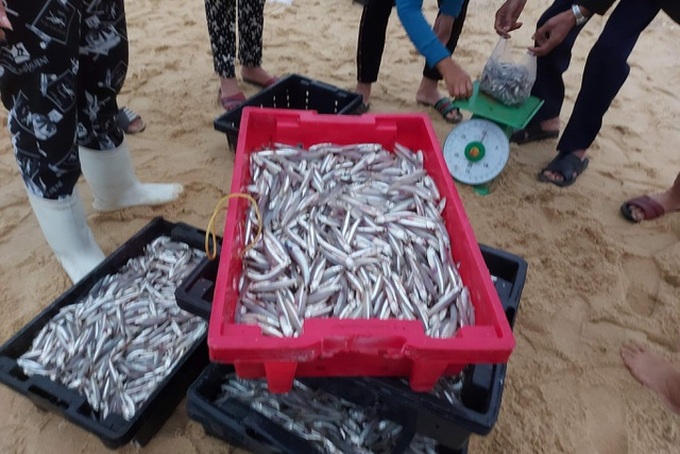 Quang Binh fishermen enjoy big post-Tet catches - 2