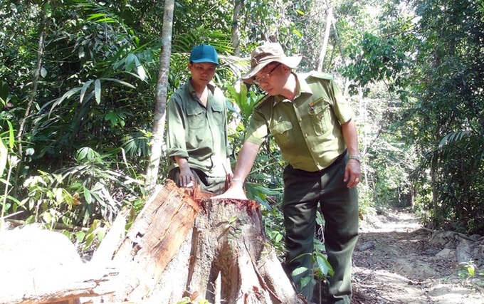Loggers rampantly destroy Phu Yen protective forest - 2 Loggers rampantly destroy Phu Yen protective forest - 2