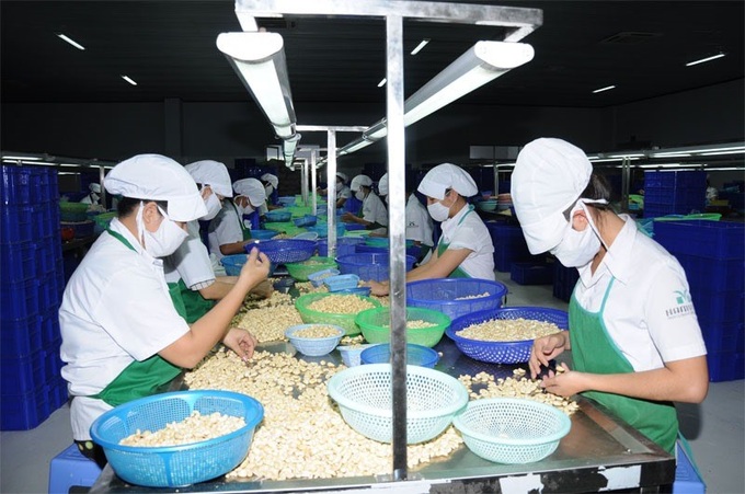 Cashew sector opposes new pest control regulations - 1 Cashew sector opposes new pest control regulations - 1