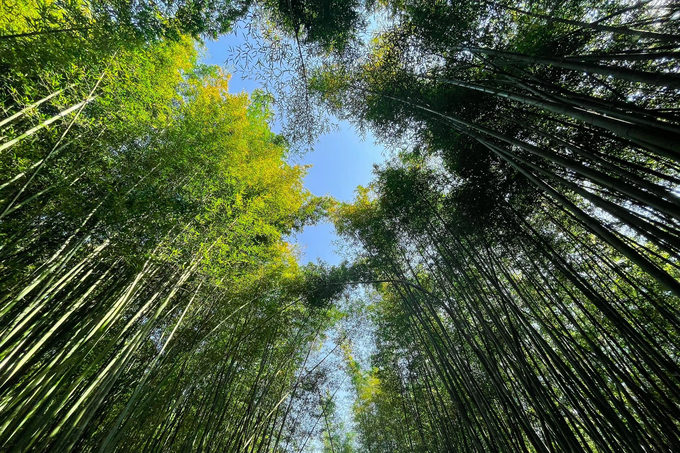 Exploring bamboo forest in Cao Bang - 4