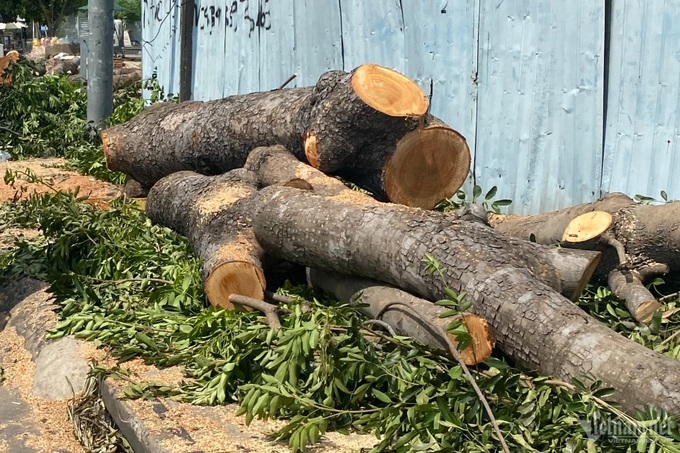 Old HCM City trees felled for road construction - 4 Old HCM City trees felled for road construction - 4