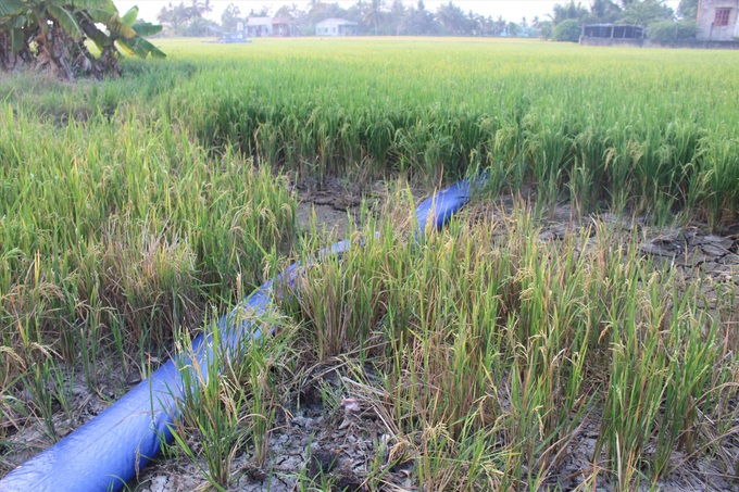 Crops in Long An severely damaged by drought - 3