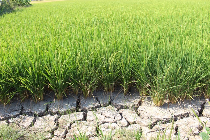 Crops in Long An severely damaged by drought - 1