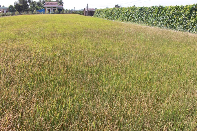 Crops in Long An severely damaged by drought - 2