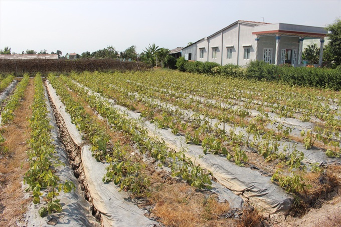 Crops in Long An severely damaged by drought - 6