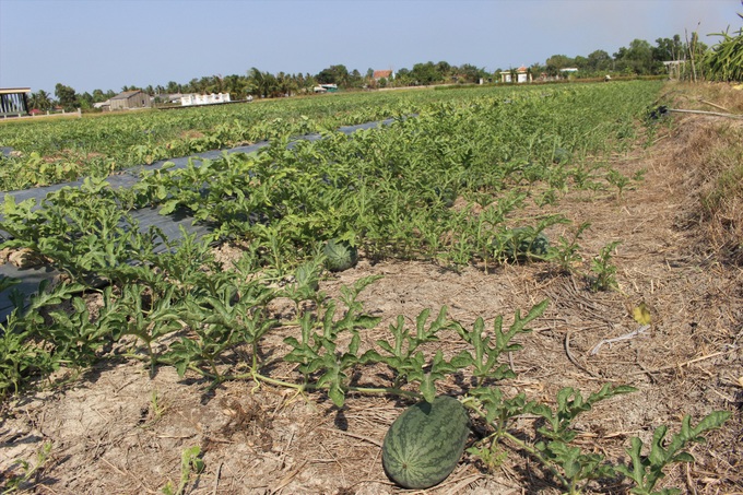 Crops in Long An severely damaged by drought - 7