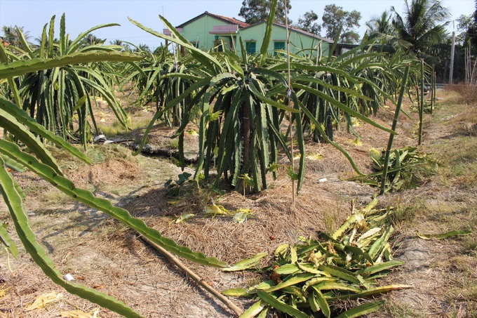 Crops in Long An severely damaged by drought - 8