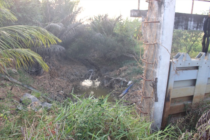 Crops in Long An severely damaged by drought - 4