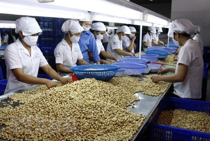 Vietnam remains world’s largest producer, exporter of cashew nuts - 1 Vietnam remains world’s largest producer, exporter of cashew nuts - 1