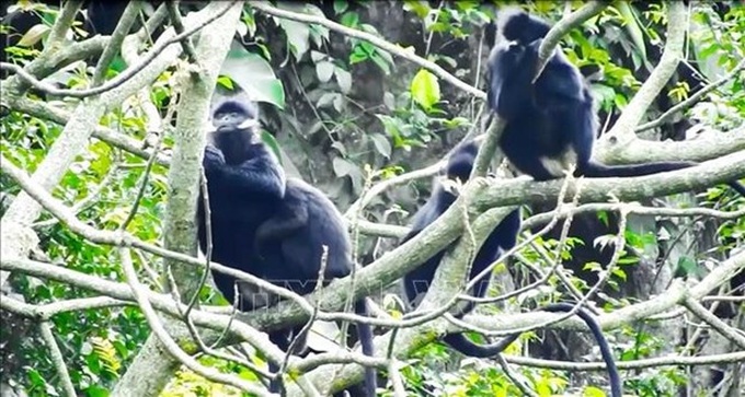 Quang Binh province reviews model for rare primate conservation - 1