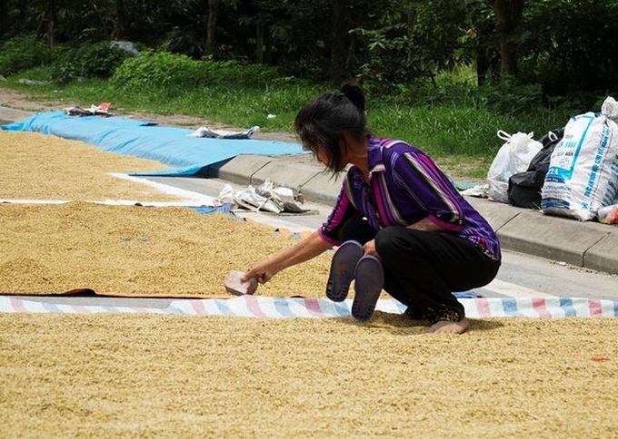 Hanoi farmers dry rice on streets - 4