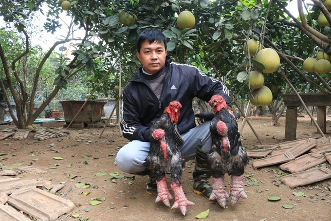Famous chickens sold at high prices on Tet - 2
