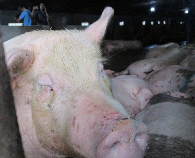 Vietnam imports over 300,000 pigs from Thailand - 1