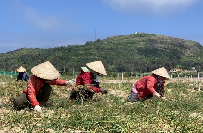 Garlic harvest in Ly Son - 1