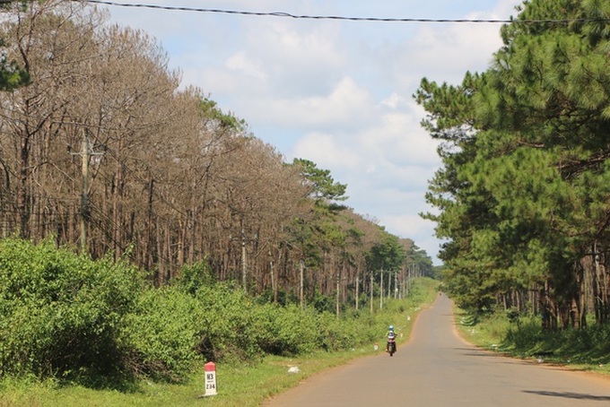 Pine forest poisoned in Central Highlands region - 2