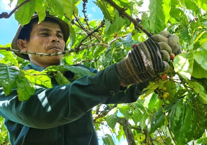 Coffee harvesting season in Central Highlands region - 5 Coffee harvesting season in Central Highlands region - 5