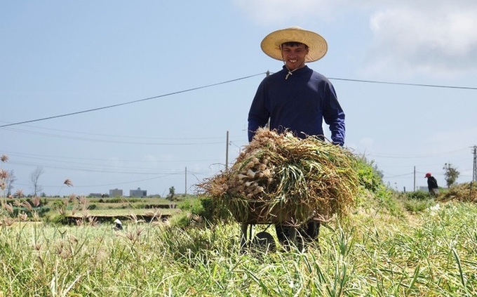 Garlic harvest in Ly Son - 2