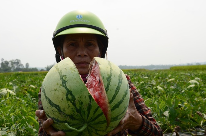 Quang Ngai watermelon growers hit hard by Covid-19 - 3