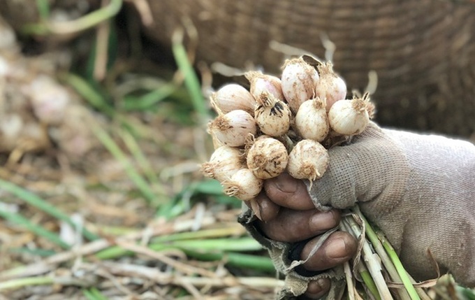 Garlic harvest in Ly Son - 3