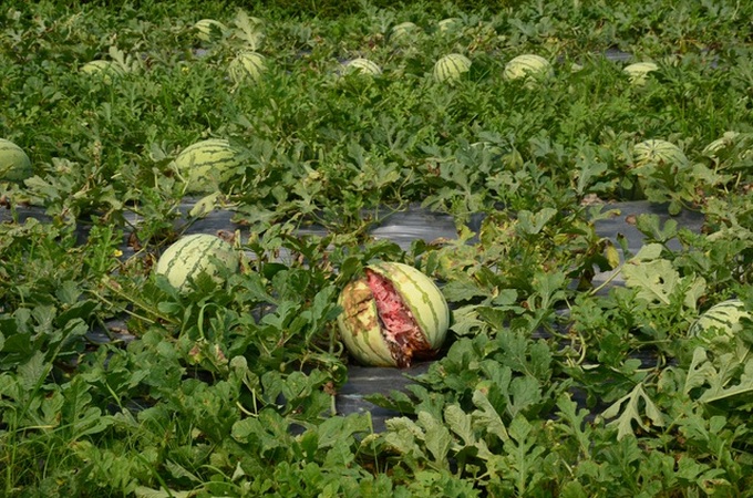Quang Ngai watermelon growers hit hard by Covid-19 - 1