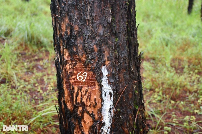 Lam Dong officials suspended following forest destruction - 2