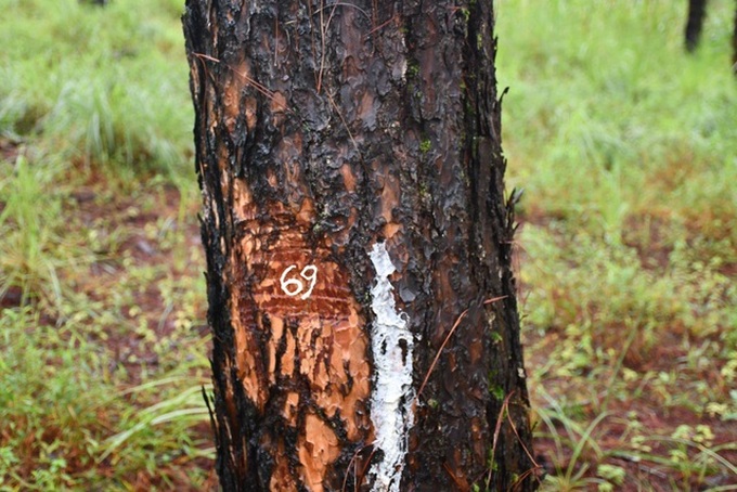 PM orders investigation into Dak Nong forest destruction - 1